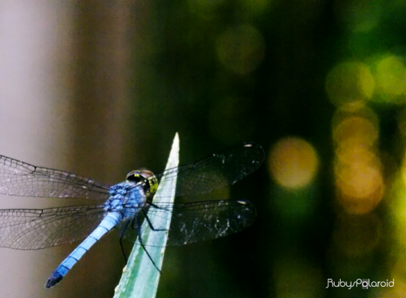 blue dragonfly 2 by rubys polaroid