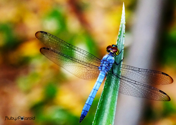 blue dragoonfly by rubys polaroid