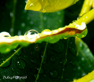 Leaf Rain Drops by rubys polaroid