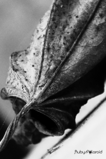 Dying leaf monochrome by rubys polaroid