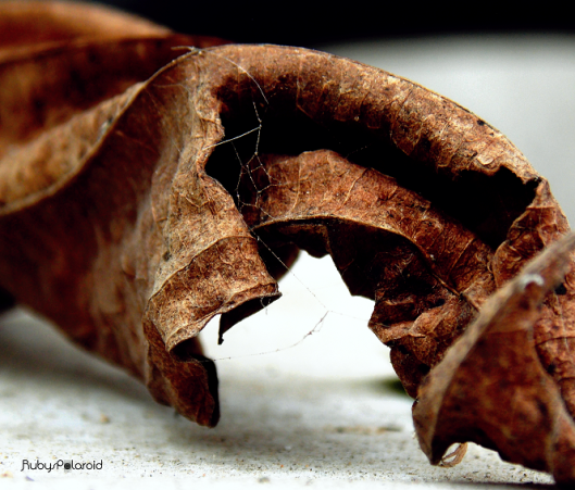 Twisted brown leaf 2 by rubys polaroid