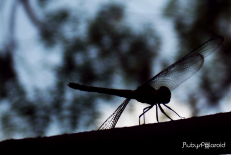 Dragonfly silhouette by rubys polaroid