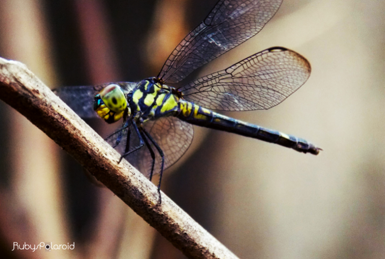 Yellow dragonfly 5 by rubys polaroid