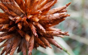 Wild Thorn Flower Macro by rubys polaroid