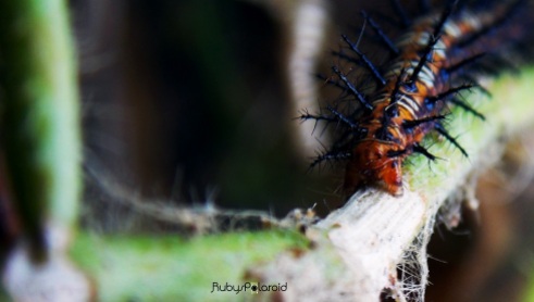 Brown Caterpillar Macro by rubys polaroid