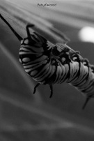 Busy caterpillar 2 monochrome by rubys polaroid