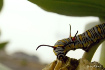 Caterpillar 2 by rubys polaroid