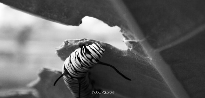 Caterpillar and leaf 2 monochrome by rubys polaroid