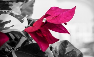 pink flower pop bw by rubys polaroid