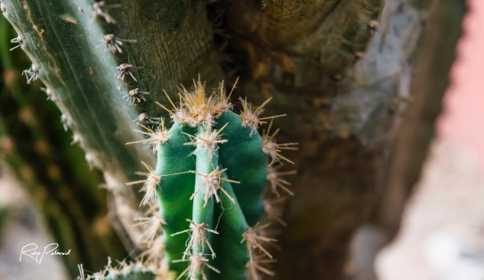 Luscious Green Cactus by rubys polaroid