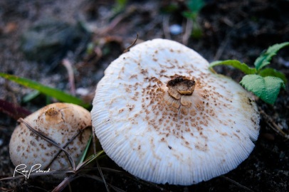 Mushroom Duo by rubys polaroid