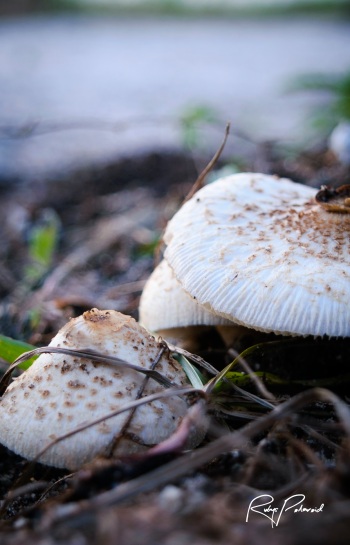 mushroom-macro-3 by rubys polaroid