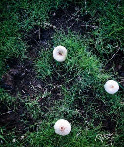 Mushroom Trio by rubys polaroid