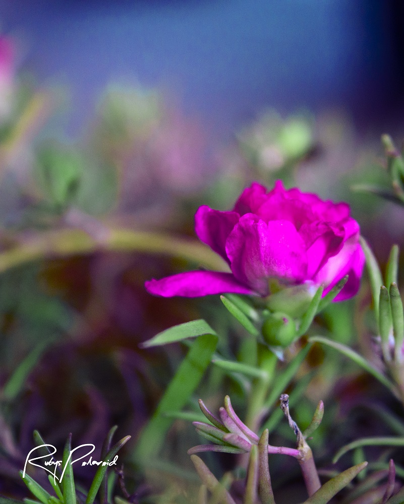 Tiny Pink Flower by rubys polaroid